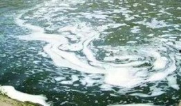 蚌埠非洲雁最新爆料,带你走进神秘雁群世界